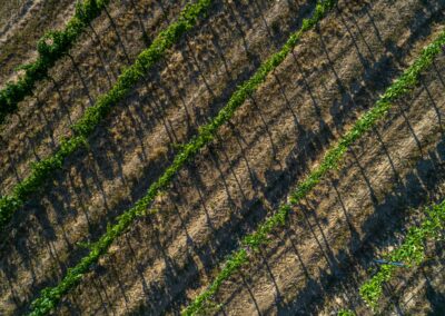 A Mórocz Pincészetről