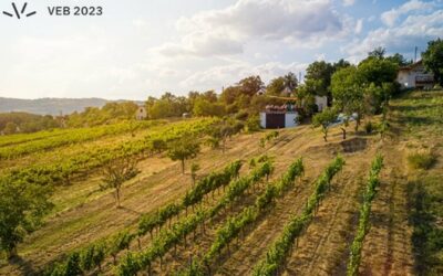 Események 25 Szabadegyetem borbarátoknak I. – A szőlőtermesztés alapjai. A Balatonfüred-Csopaki borvidék