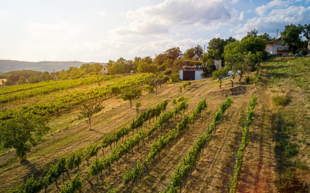 Mórocz Pincészet feat. Kodachrome