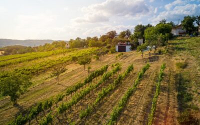 Események 26 Mórocz Pincészet feat. Kodachrome