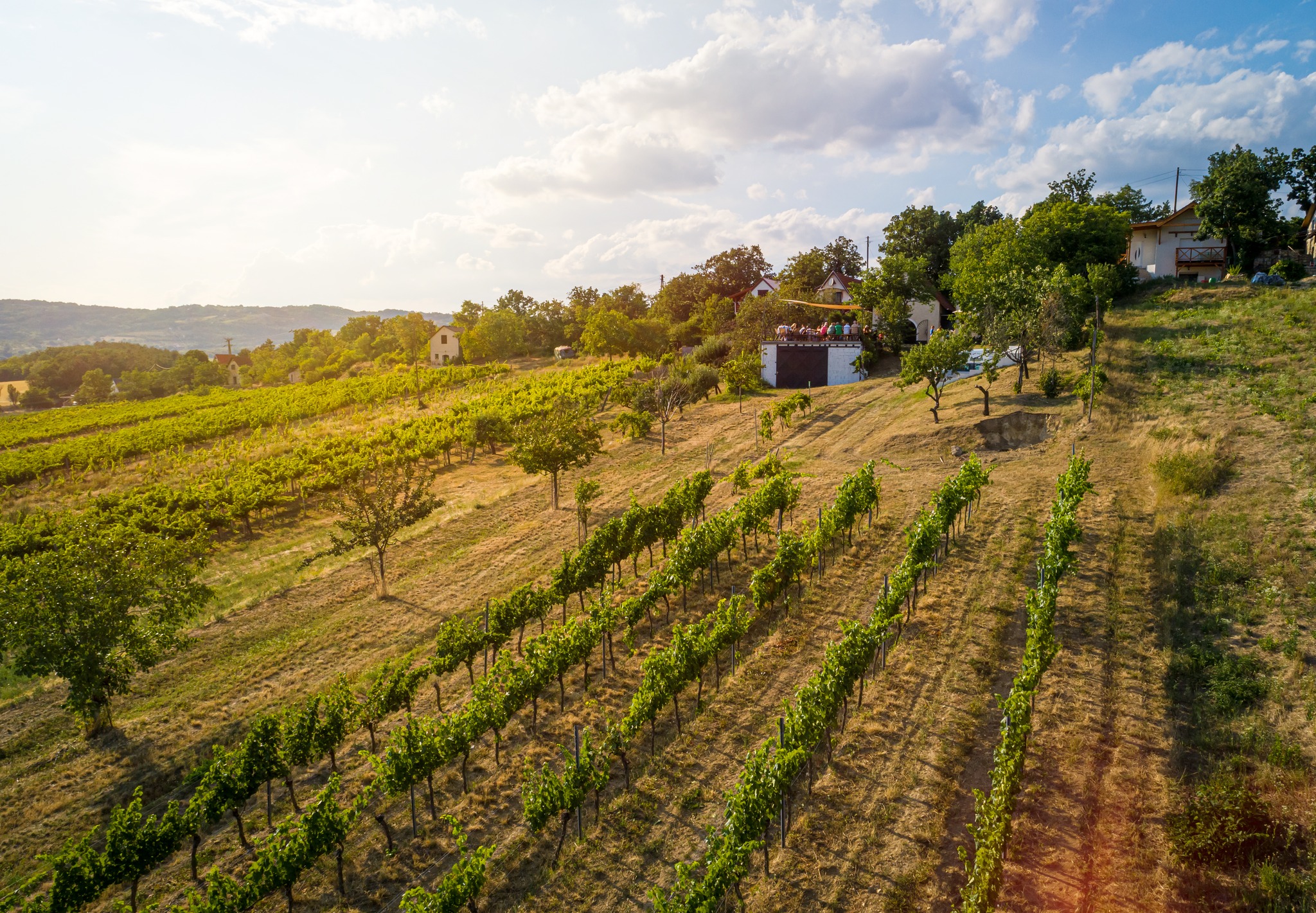 Mórocz Pincészet feat. Kodachrome