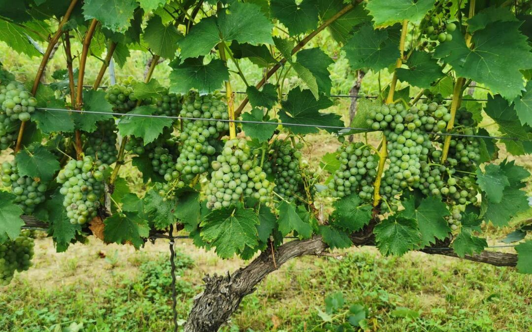 2023 – A permetezés éve